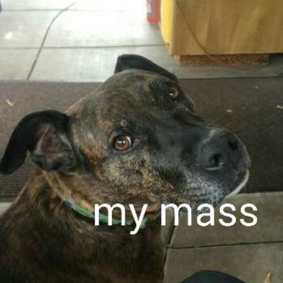 massiedogs8